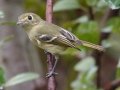 Hutton's Vireo