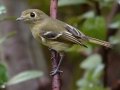 Hutton's Vireo