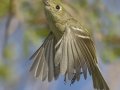 Hutton's Vireo
