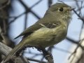 Hutton's Vireo