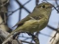 Hutton's Vireo