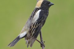 Bobolink - Orlando Grassland Preserve, Cook County, June 7, 2016