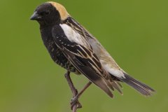 Bobolink - Orlando Grassland Preserve, Cook County, June 7, 2016