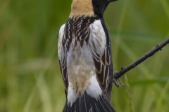 Bobolink - Orlando Grassland Preserve, Cook County, June 7, 2016