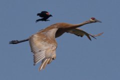 Sandhill Crane - Volo Blog, Ingleside, IL, June 11, 2016