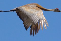 Sandhill Crane - Volo Blog, Ingleside, IL, June 11, 2016