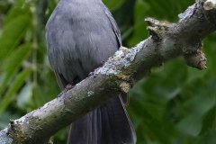 Gray Catbird - Chain-O-Lakes, Spring Grove, Cook County, June 11, 2016