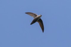 Chimney Swift - Chain-O-Lakes State Park, Lake County, IL, June 11, 2016