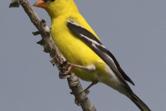 American Goldfinch - Spring Valley Nature Center, Schaumburg, Cook County, IL, June 5, 2016