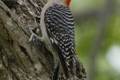 Red-bellied Woodpecker -The Grove, Glenview,  Cook County, IL, October 29, 2018