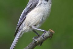 Black-capped Chickadee - Spring Valley Nature Center, Schaumburg, Cook County, IL, June 9, 2016