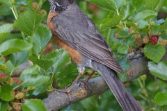 American Robin - Spring Valley Nature Center, Schaumburg, Cook County, IL, June 5, 2016