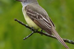 Great Crested Flycatcher - The Grove, Glenview, Cook County, IL, June 9, 2016r - The Grove, Glenview