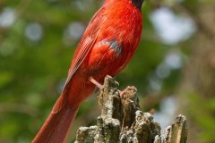 Northern Cardinal - Spring Valley Nature Center, Schaumburg, Cook County, IL, June 1, 2016