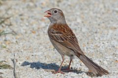 Field Sparrow - Springbrook Prairie Forest, Naperville, IL, June 10, 2016