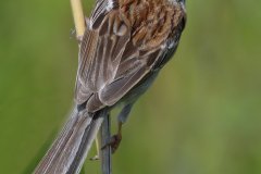 Field Sparrow - Springbrook Prairie Forest, Naperville, IL, June 10, 2016