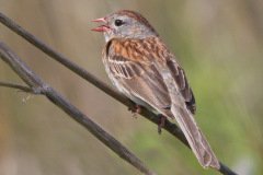 Field Sparrow - Springbrook Prairie Forest, Naperville, IL, June 10, 2016
