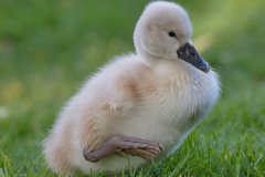 Mute Swan Cygnet - Village of Schaumburg, Cook County, IL, June 1, 2016