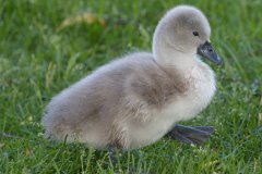 Mute Swan Cygnet - Village of Schaumburg