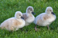 Mute Swan Cygnets - Village of Schaumburg, Cook County, IL, June 1, 2016
