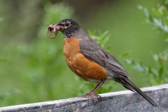 American Robin - Spring Valley Nature Center, Schaumburg, Cook County, IL, June 5, 2016