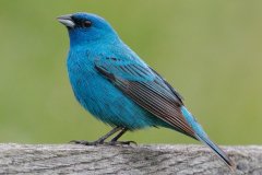 Indigo Bunting - Spring Valley Nature Center, Schaumburg, Cook County, IL, June 5, 2016