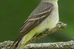 Eastern Wood-Pewee - Chain-O-Lakes, Spring Grove, Cook County, IL, May 22, 2017