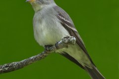 Eastern Wood-Pewee - Chain-O-Lakes, Spring Grove, Cook County, June 11, 2016