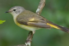 American Redstart -  Chain-O-Lakes State Park, Lake County, IL, June 11, 2016