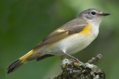 American Redstart -  Chain-O-Lakes State Park, Lake County, IL, June 11, 2016