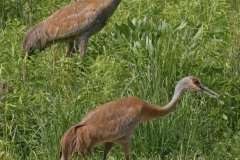 Sandhill Crane - Volo Blog, Ingleside