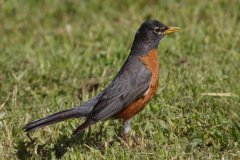 American Robin - Spring Valley Nature Center, Schaumburg, Cook County, IL, June 5, 2016