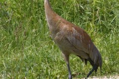Sandhill Crane - Volo Blog, Ingleside, IL, June 11, 2016