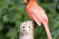 Northern Cardinal - Spring Valley Nature Center, Schaumburg, Cook County, IL, June 1, 2016
