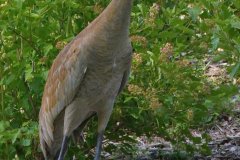Sandhill Crane - Volo Blog, Ingleside, IL, June 11, 2016