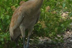 Sandhill Crane - Volo Blog, Ingleside