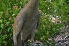 Sandhill Crane - Volo Blog, Ingleside, IL, June 11, 2016