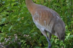 Sandhill Crane - Volo Blog, Ingleside, IL, June 11, 2016