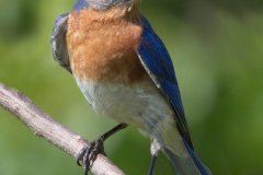 Eastern Bluebird - Volo Blog, Ingleside,, Lake County, IL, June 11, 2016