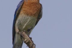 Eastern Bluebird - Volo Blog, Ingleside,, Lake County, IL, June 11, 2016