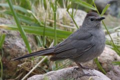 Gray Catbird - Chain-O-Lakes, Spring Grove, Cook County, June 9, 2016