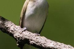 Red-eyed Vireo - Spring Creek Valley, Barrington, IL, June 26, 2017