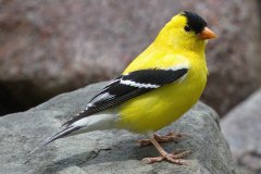 American Goldfinch - Spring Valley Nature Center, Schaumburg, Cook County, IL, June 5, 2016ing Valley Nature Center, Schaumburg