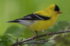American Goldfinch - Spring Valley Nature Center, Schaumburg, Cook County, IL, June 5, 2016