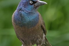 Common Grackle - Spring Valley Nature Center, Schaumburg, Cook County, IL, June 5, 2016