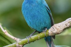 Indigo Bunting - Spring Valley Nature Center, Schaumburg, Cook County, IL, June 5, 2016