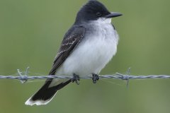 Eastern Kingbird, Orlando Grassland Preserve, Cook  County, IL, June 7, 2016