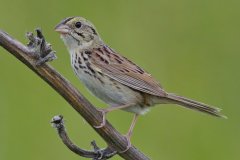 Henslow's Sparrow - Orlando Grassland Preserve, IL, June 7, 2016