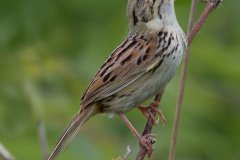 Henslow's Sparrow - Orlando Grassland Preserve, IL, June 7, 2016