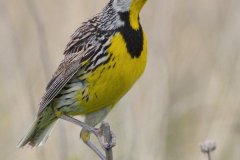 Eastern Meadowlark - Orlando Grassland Preserve, Cook  County, IL, June 7, 2016